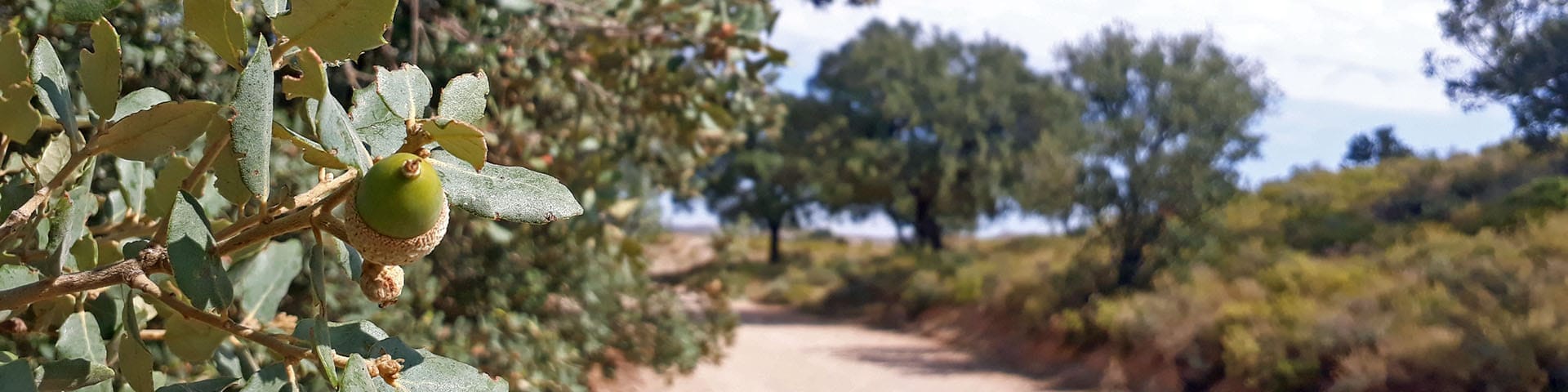 Caminos de Veruela. Camino 1: Tarazona